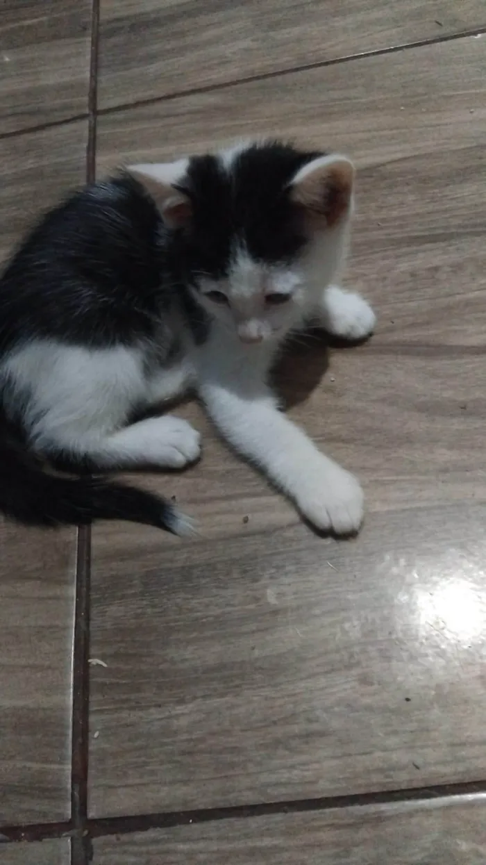 Gato ra a Siamês idade Abaixo de 2 meses nome Ariel Mayara Alves dos Santos