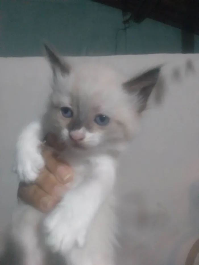 Gato ra a Siamês idade Abaixo de 2 meses nome Ariel Mayara Alves dos Santos