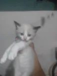 Ariel Mayara Alves dos Santos