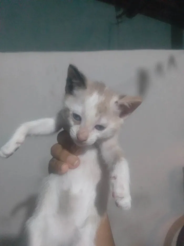 Gato ra a Siamês idade Abaixo de 2 meses nome Ariel Mayara Alves dos Santos