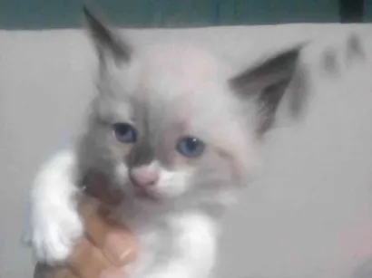 Gato raça Siamês idade Abaixo de 2 meses nome Ariel Mayara Alves dos Santos