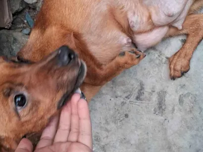 Cachorro raça SRD-ViraLata idade 7 a 11 meses nome Mel