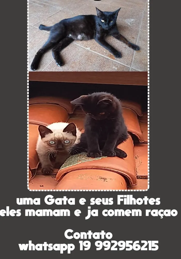 Gato ra a Siamês idade 2 a 6 meses nome sem nome sao tres gatos amae e dois filhotes