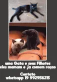 sem nome sao tres gatos amae e dois filhotes