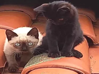 Gato raça Siamês idade 2 a 6 meses nome sem nome sao tres gatos amae e dois filhotes