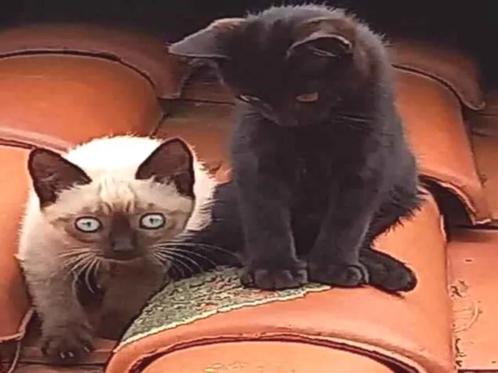 Gato ra a Siamês idade 2 a 6 meses nome sem nome sao tres gatos amae e dois filhotes