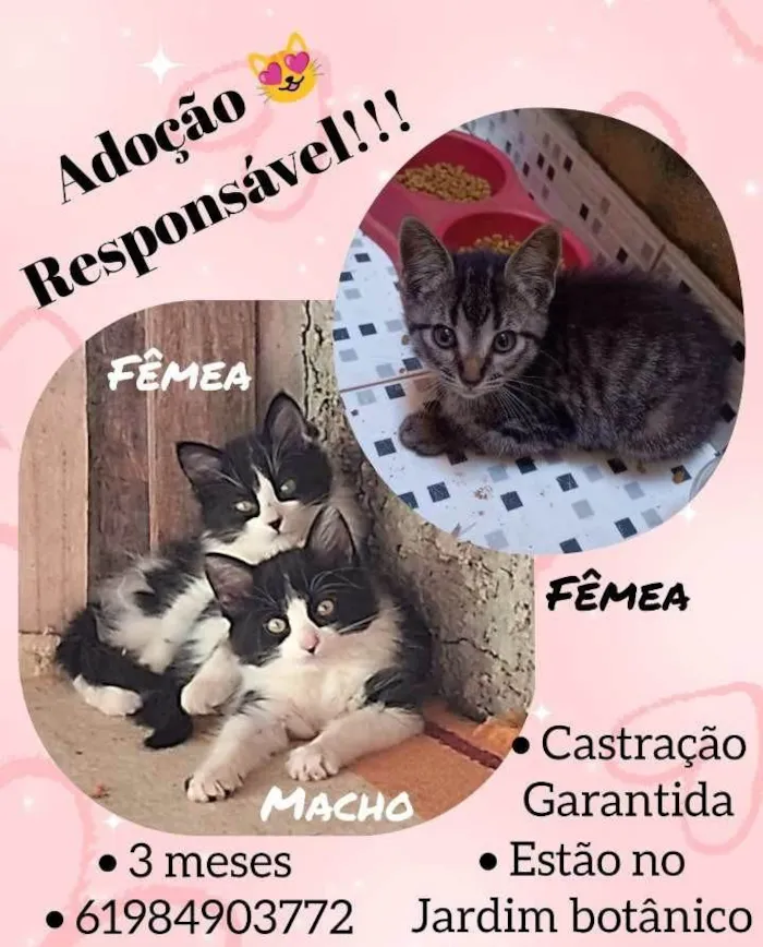 Gato ra a SRD-ViraLata idade 2 a 6 meses nome Sem nome definido 