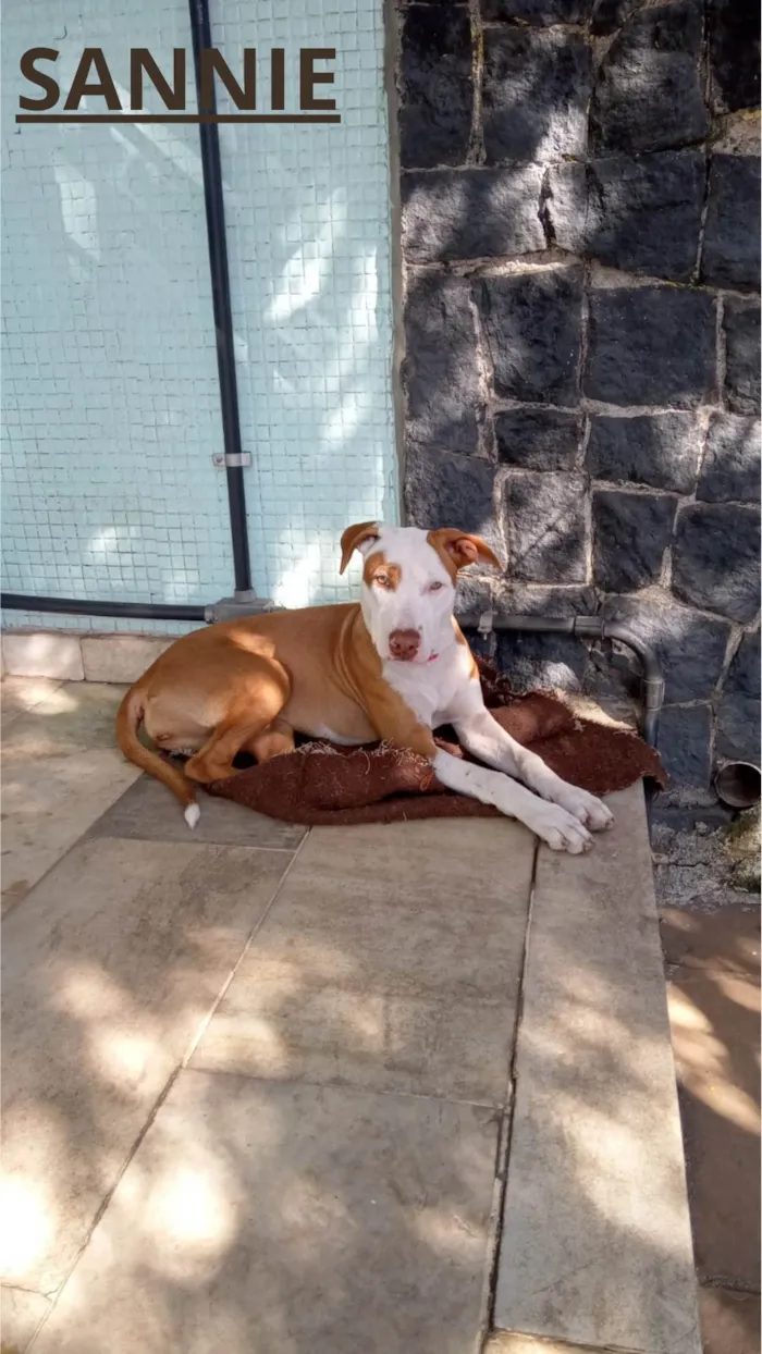 Cachorro ra a Pit-Bull idade 2 a 6 meses nome ZICO, SANIE E IRIS