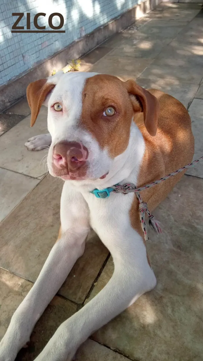 Cachorro ra a Pit-Bull idade 2 a 6 meses nome ZICO, SANIE E IRIS