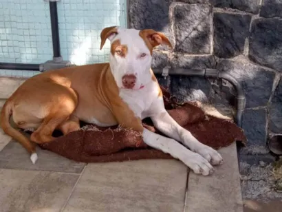 Cachorro raça Pit-Bull idade 2 a 6 meses nome ZICO, SANIE E IRIS