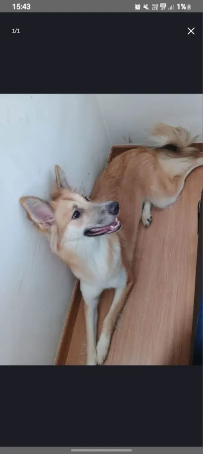 Cachorro raça Pastor Alemão idade 7 a 11 meses nome gamora 