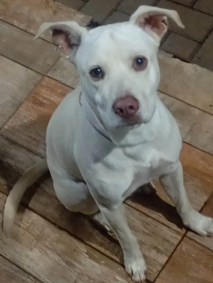 Cachorro ra a Shar Pei idade Abaixo de 2 meses nome Sem nome