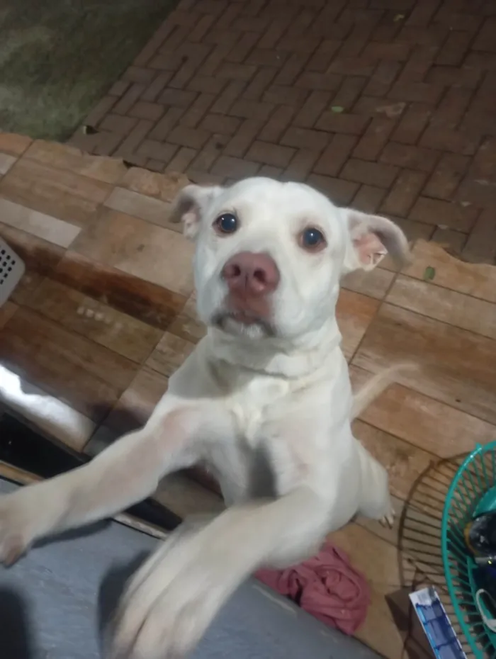 Cachorro ra a Shar Pei idade Abaixo de 2 meses nome Sem nome