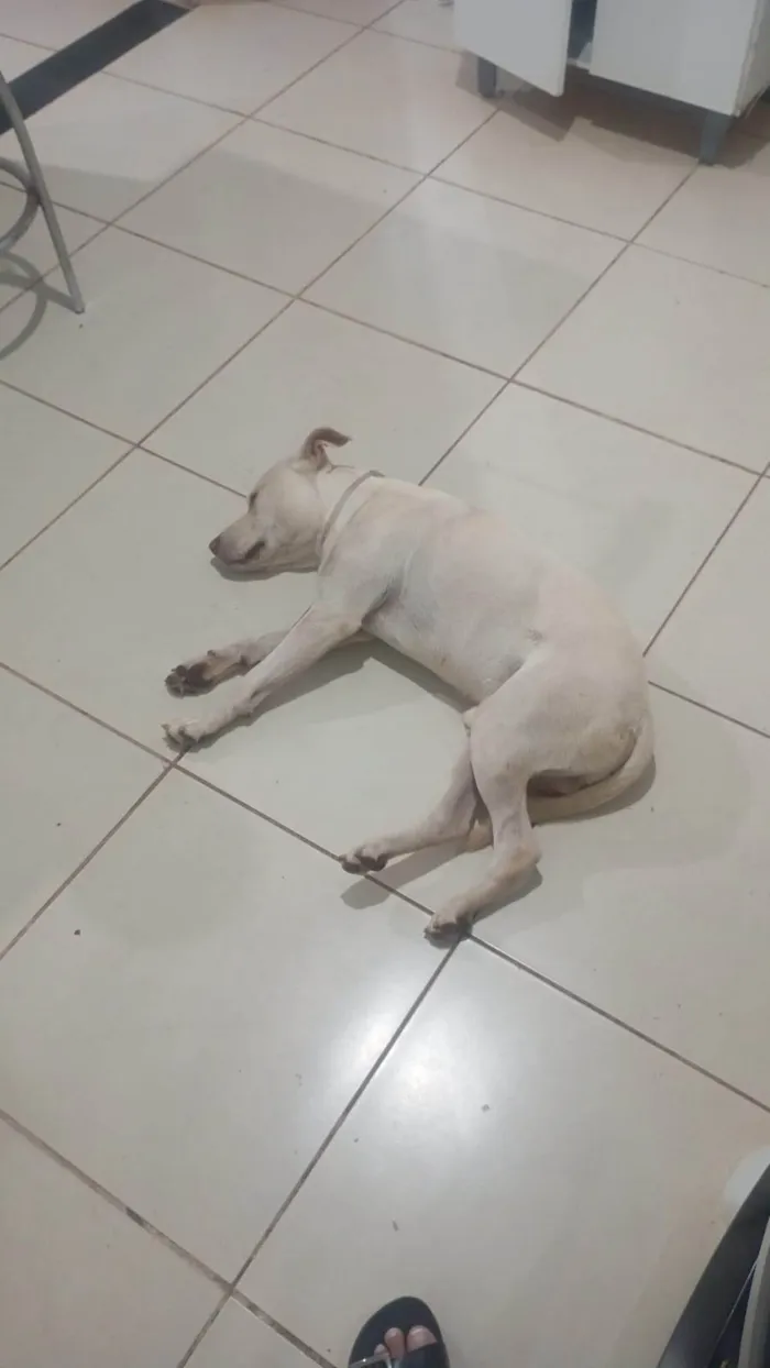 Cachorro ra a Shar Pei idade Abaixo de 2 meses nome Sem nome