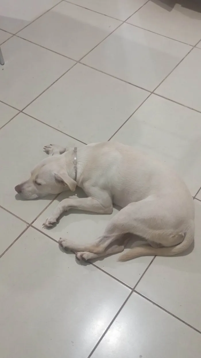 Cachorro ra a Shar Pei idade Abaixo de 2 meses nome Sem nome