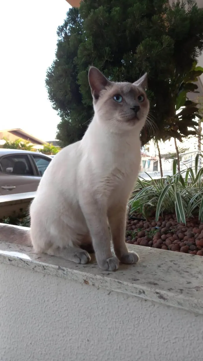 Gato ra a SRD-ViraLata idade 7 a 11 meses nome Sem nome 