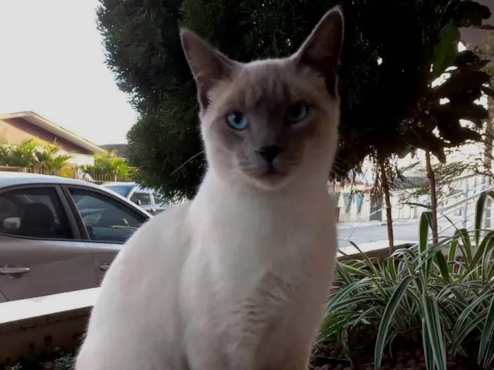 Gato ra a SRD-ViraLata idade 7 a 11 meses nome Sem nome 