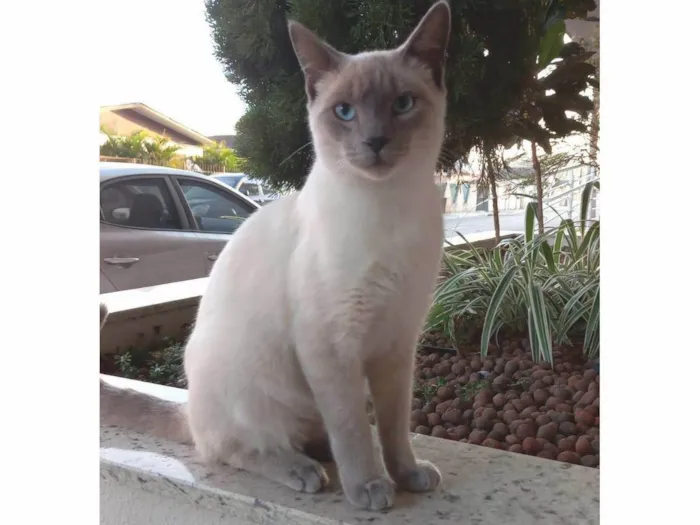 Gato ra a SRD-ViraLata idade 7 a 11 meses nome Sem nome 