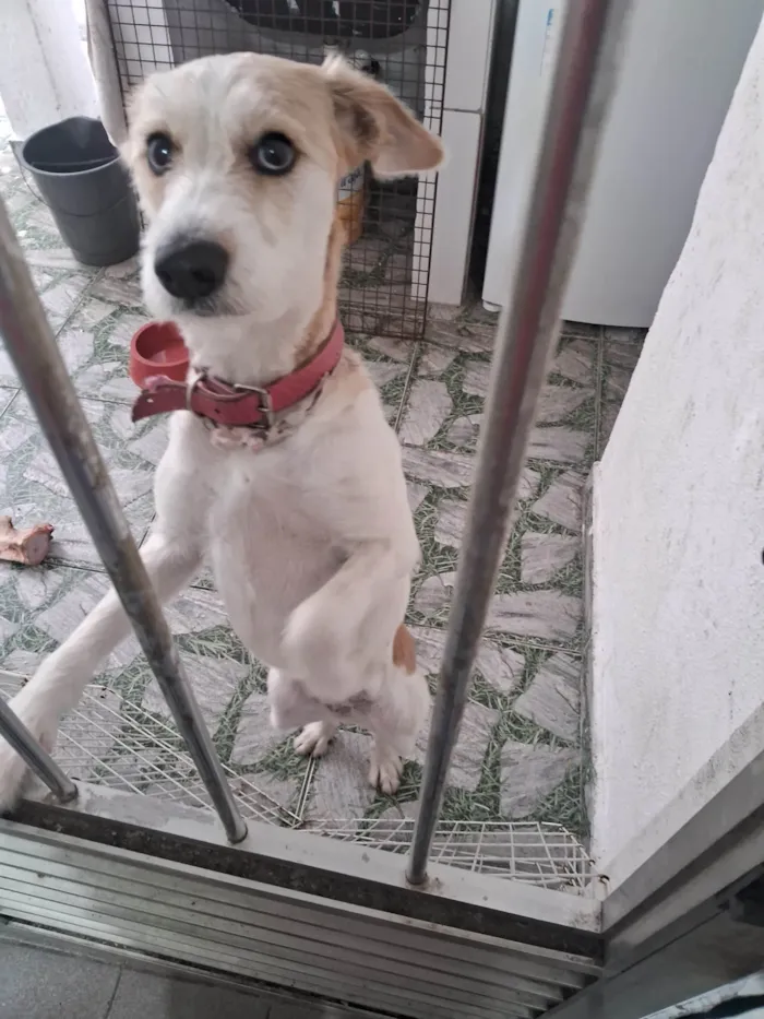 Cachorro ra a SRD-ViraLata idade 1 ano nome Loes Lane 