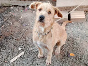 Cachorro raça SRD-ViraLata idade 2 anos nome Alemao Feliz 2025