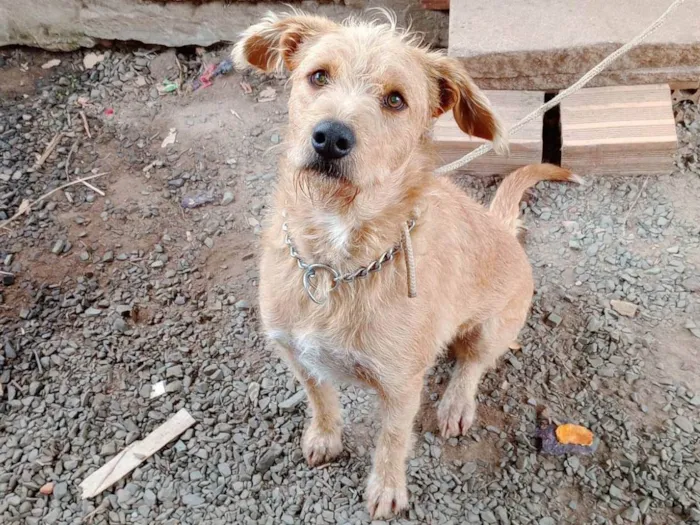 Cachorro ra a SRD-ViraLata idade 2 anos nome Alemao Feliz 2025