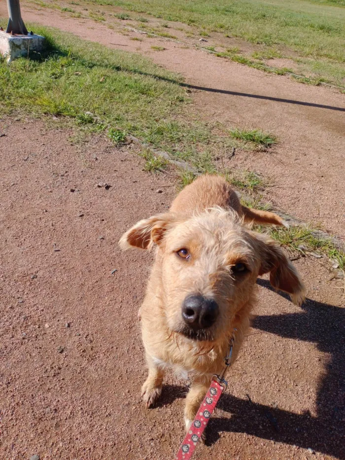 Cachorro ra a SRD-ViraLata idade 2 anos nome Alemao Feliz 2025
