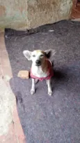 Zoe está no abrigo! Ajude, adote!