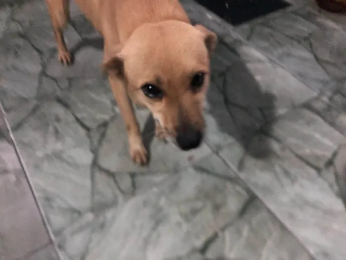 Cachorro ra a SRD-ViraLata idade 6 ou mais anos nome Raposa