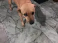 Raposa