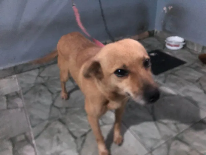 Cachorro ra a SRD-ViraLata idade 6 ou mais anos nome Raposa