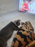 Belinha
