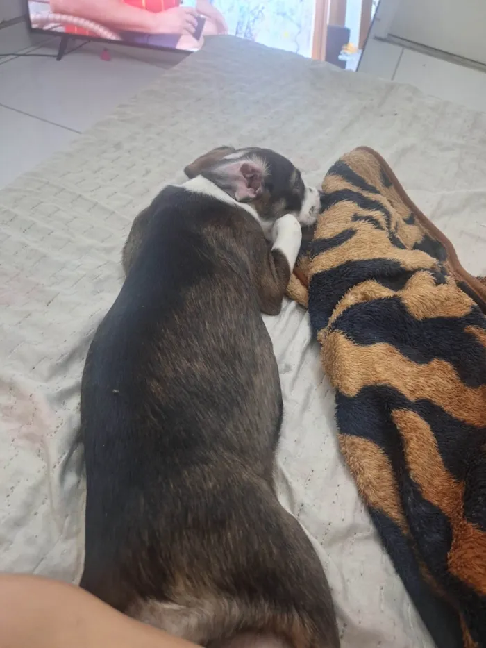 Cachorro ra a SRD-ViraLata idade 2 a 6 meses nome Belinha 