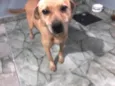 Raposa