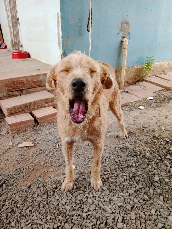 Cachorro ra a SRD-ViraLata idade 2 anos nome Alemao Feliz 2025