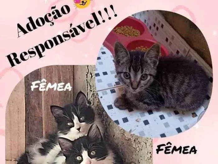 Gato ra a SRD-ViraLata idade 2 a 6 meses nome Sem nome definido 