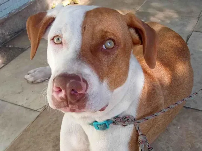 Cachorro ra a Pit-Bull idade 2 a 6 meses nome ZICO, SANIE E IRIS
