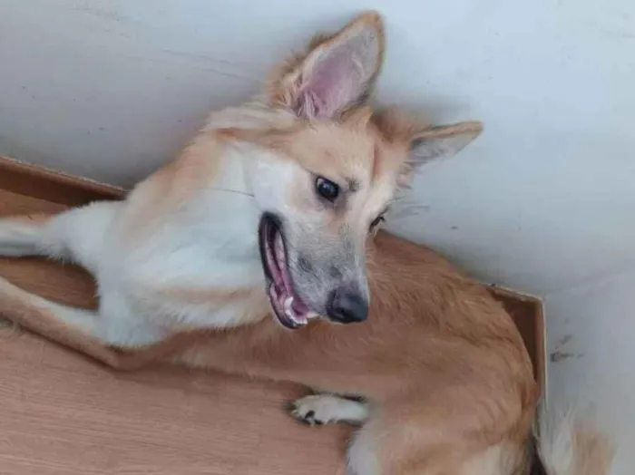 Cachorro ra a Pastor Alemão idade 7 a 11 meses nome gamora 