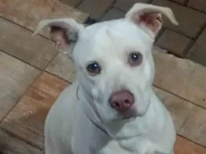 Cachorro raça Shar Pei idade Abaixo de 2 meses nome Sem nome