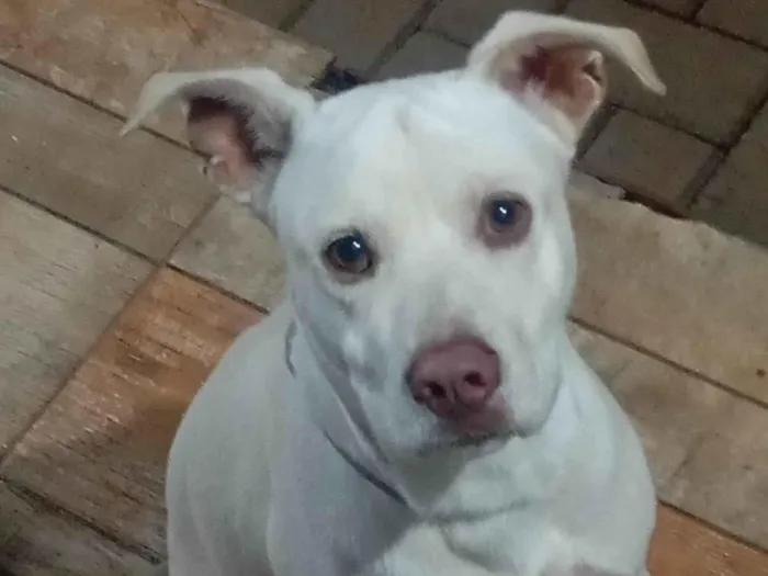 Cachorro ra a Shar Pei idade Abaixo de 2 meses nome Sem nome