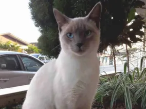 Gato raça SRD-ViraLata idade 7 a 11 meses nome Sem nome 