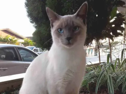 Gato raça SRD-ViraLata idade 7 a 11 meses nome Sem nome 