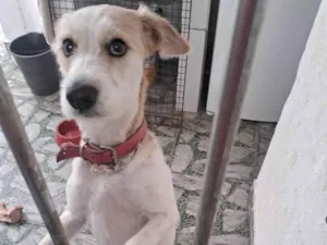 Cachorro raça SRD-ViraLata idade 1 ano nome Loes Lane 