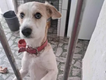 Cachorro raça SRD-ViraLata idade 1 ano nome Loes Lane 