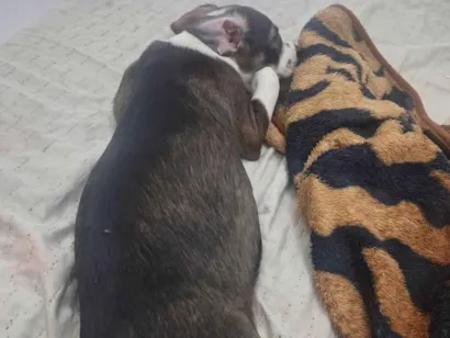 Cachorro raça SRD-ViraLata idade 2 a 6 meses nome Belinha 