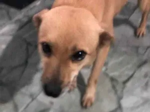 Cachorro raça SRD-ViraLata idade 6 ou mais anos nome Raposa