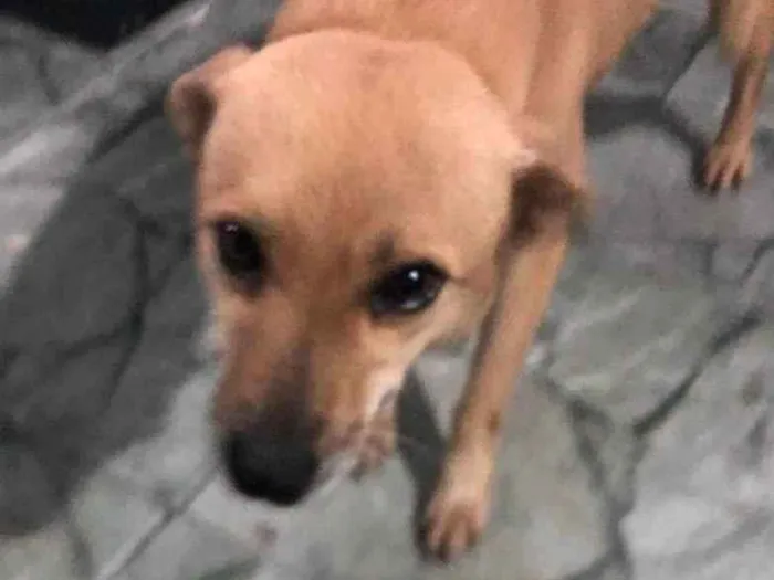 Cachorro ra a SRD-ViraLata idade 6 ou mais anos nome Raposa