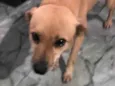 Raposa