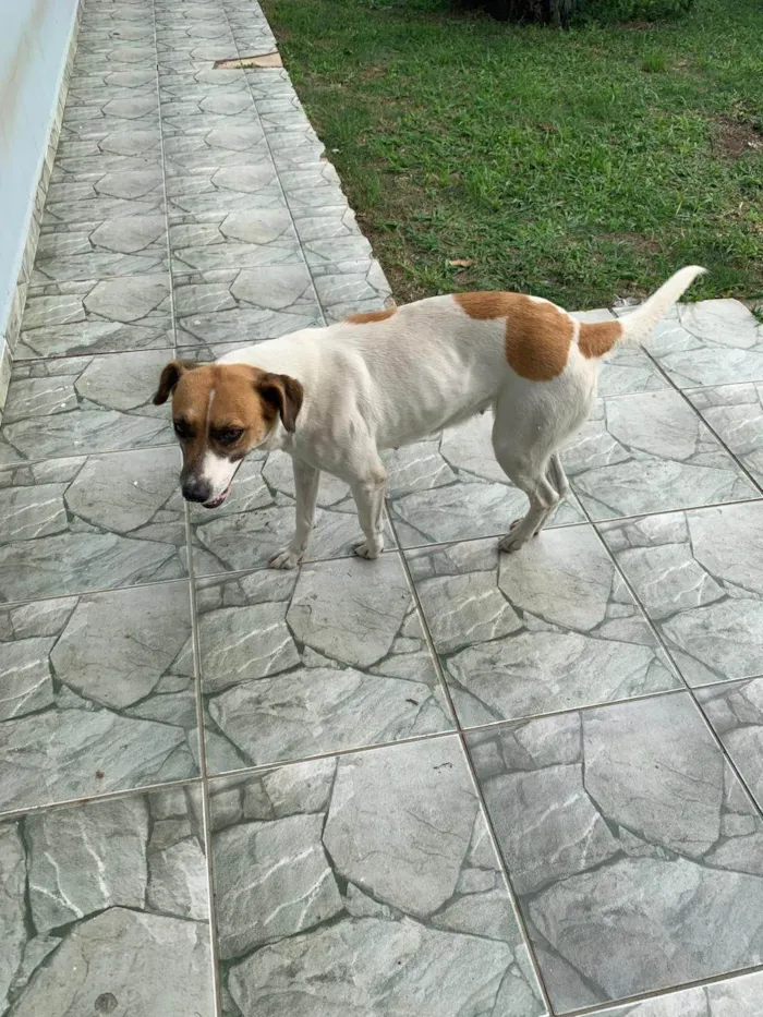 Cachorro ra a SRD-ViraLata idade 6 ou mais anos nome IRENE