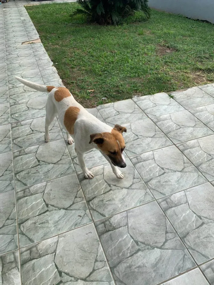 Cachorro ra a SRD-ViraLata idade 6 ou mais anos nome IRENE