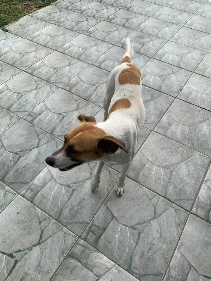Cachorro ra a SRD-ViraLata idade 6 ou mais anos nome IRENE